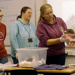 Image: Pedagogical Content Knowledge (PCK): Ann teaching animal science
